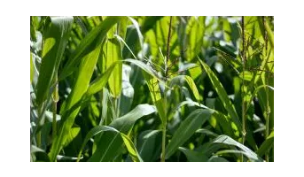 Crop Diversity - Shannon Diversity Index