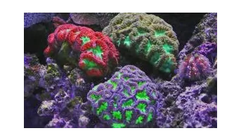 Global Distribution of Coral Reefs