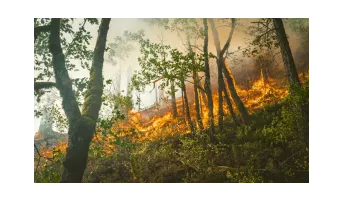 Active Fire Anomaly from MODIS/FIRMS