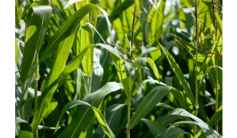Crop diversity - number of crop types