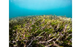 Global Distribution of Seagrasses (Points)