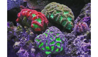 Threatened Species Richness - Corals