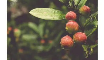 INFORM Risk Index: Food security