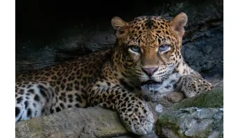 Species occurrences reported to the GBIF