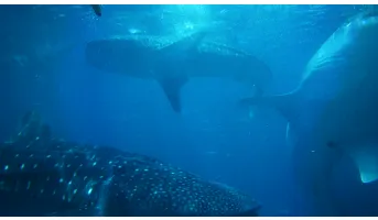 Species Richness - Sharks and Rays