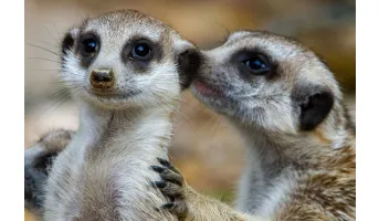 Natural World Heritage sites