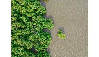 Mangroves