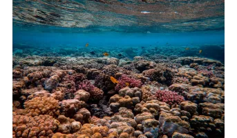 Marine Critical Natural Assets