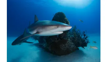 Threatened Endemic Species Richness - Sharks and Rays