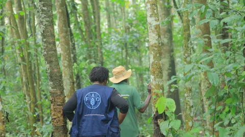 Assessing conservation efforts in Lazarus Forest, Uganda.