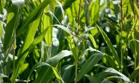 Crop Diversity - Shannon Diversity Index