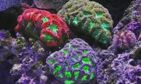 Global Distribution of Coral Reefs