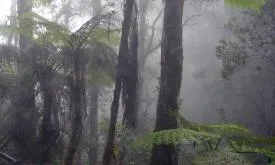 Evaporatranspiration (Global monthly) 5 km